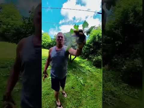 Video: Informații despre tăierea păducelului: când și cum să tăiați un copac de păducel