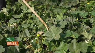 Our Products - Cantaloupe 1