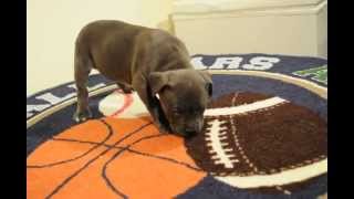 Female Puppy 3 Huggiexsahara Pitbull Puppies Pitbull Puppies For Sale