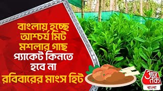 বাংলায় হচ্ছে আশ্চর্য মিট মশলার গাছ, প্যাকেট কিনতে হবে না, রবিবারের মাংস হিট | Meat masala plant