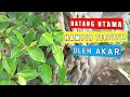 Bahan Bonsai Kimeng Prospek Ukuran Jumbo (Ficus Microcarpa)