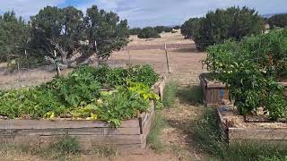 veggie garden built from old garden beds