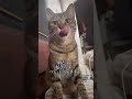 朝起こしにくるにゃんこ#Shorts