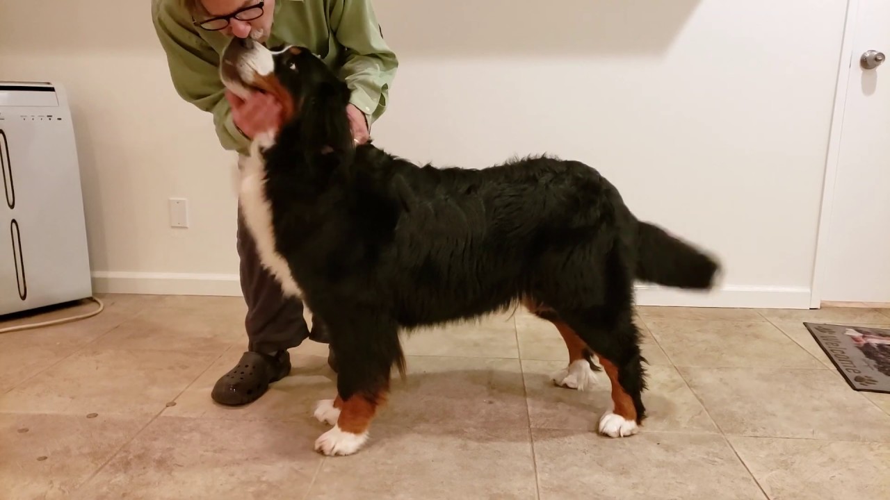 veterinary surgery Seance Ready For Media Magic Berners Dr Bs Pet Club