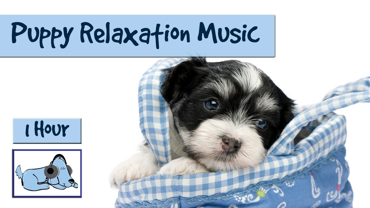 This Video of a Rescued Puppy Relaxing During His Bath Is So Cute It Hurts This Video of a Rescued Puppy Relaxing During His Bath Is So Cute It Hurts