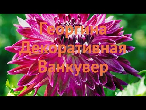 Георгина декоративная Ванкувер (dahlia vancouver) 🌿 обзор: как сажать, луковицы георгины Ванкувер