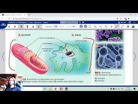 Едноклетъчни Организми - Видео Урок по Човекът и Природата за 5 клас.