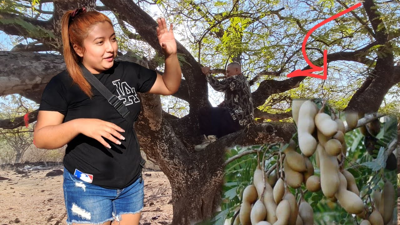 Acompañemnos q Bajar tamarindos para hacer fresco 😱