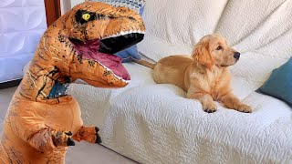 Dog Pranked With T-Rex Dinosaur