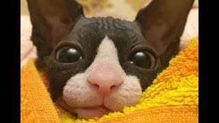 Как Нюша выпрашивает еду😂😂😂 P.s. Она не голодна Как Нюша выпрашивает еду😂😂😂 P.s. Она не голодна
