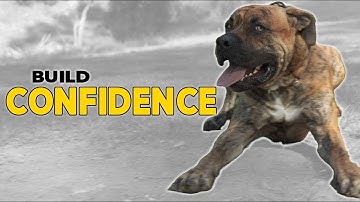 Teach Your Dog to Be Confident