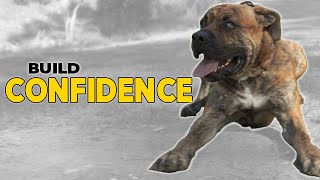 Teach Your Dog to Be Confident
