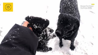 Stray Puppy's Cry on the Road Finds a Warm Home Before the Arrival of Heavy Snow by House For Paws 37,136 views 4 months ago 13 minutes, 21 seconds