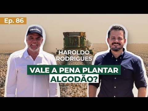 EP 86 - Vale a pena plantar algodão? com Haroldo Rodrigues - Ex-presidente da ABRAPA