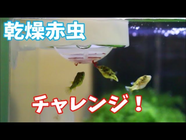 アベニーパファー 乾燥赤虫 アクアリウム動画 Youtube アベニーパファー 乾燥赤虫 アクアリウム動画 Youtube