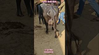 17 दूध तैयार कि मुर्रा झोटी,20+ Milk Capacity For For