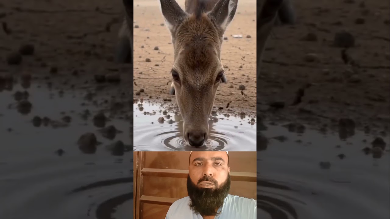 beshak Allah har kism ke aaspaas paida Karne per Kadar hai#short#viral#trending#short#animal#beauti
