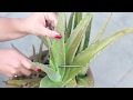 Quick SUN BURN Removal Home Remedies | Instantly Remove Sun Tan |  Aloe-Vera +