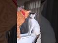 Lustige Katzen #kitty #katzen #kätzchen #catlover #cats #funny #cat