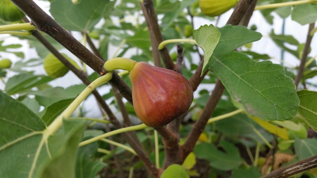 смаковница в средней полосен. инжир ягода.