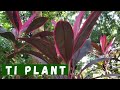 Ti Plant (Cordyline) || How to propagate || Plant Care & Tips