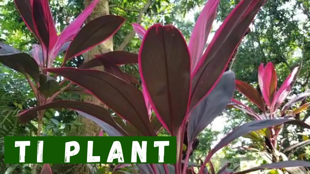Ti Plant (Cordyline) How to propagate Plant Care