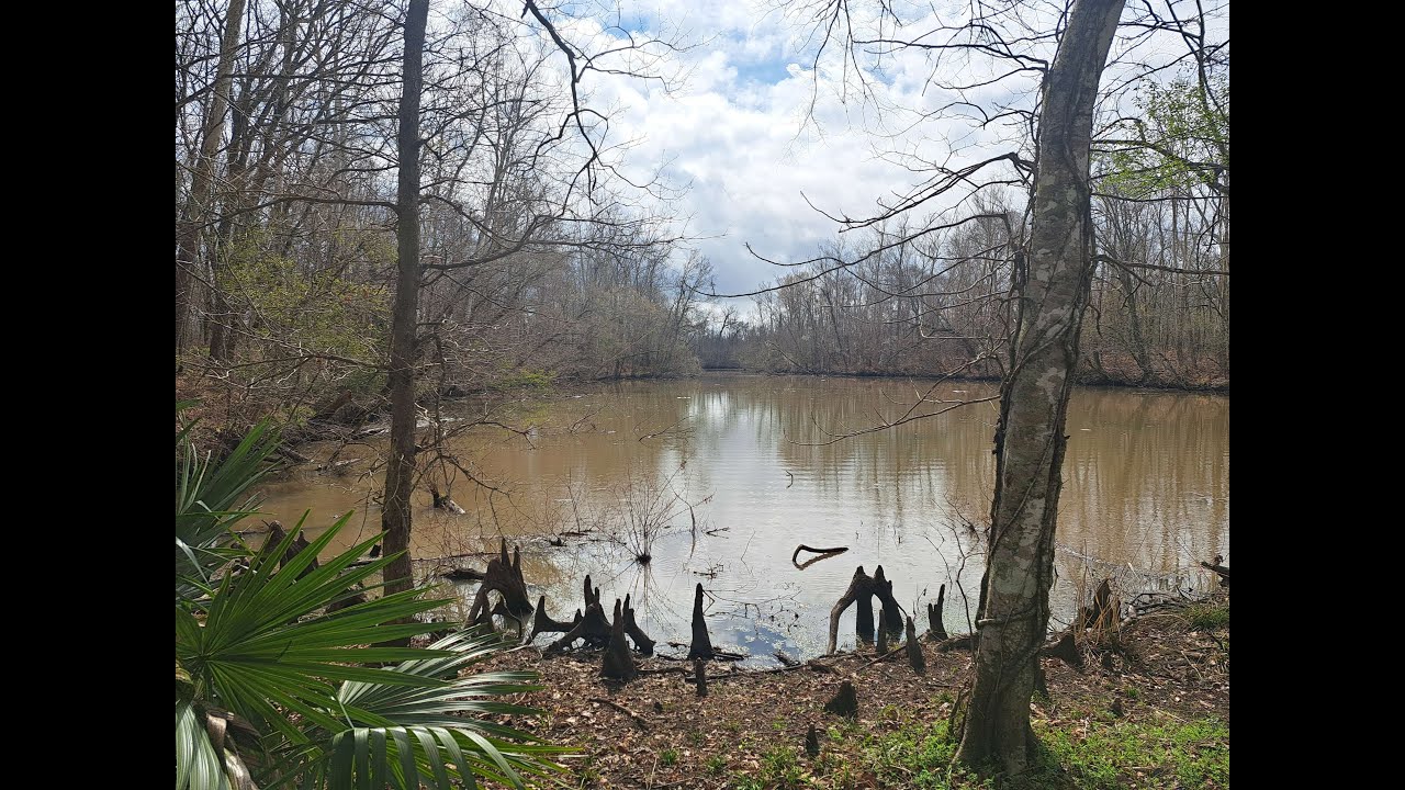 Hiking Deep in Bayou Country: Lake Fausse Pointe State Park, Trail C, in Southern Louisiana