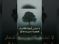 لا تخشى العزلة فالأشجار العظيمة تنمو وحدها حكمة اليوم تحفيز تحفيز الذات اكسبلور 