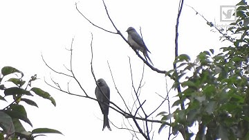 Ashy Drongo and Black-winged Cuckooshrike (in Hong Kong)