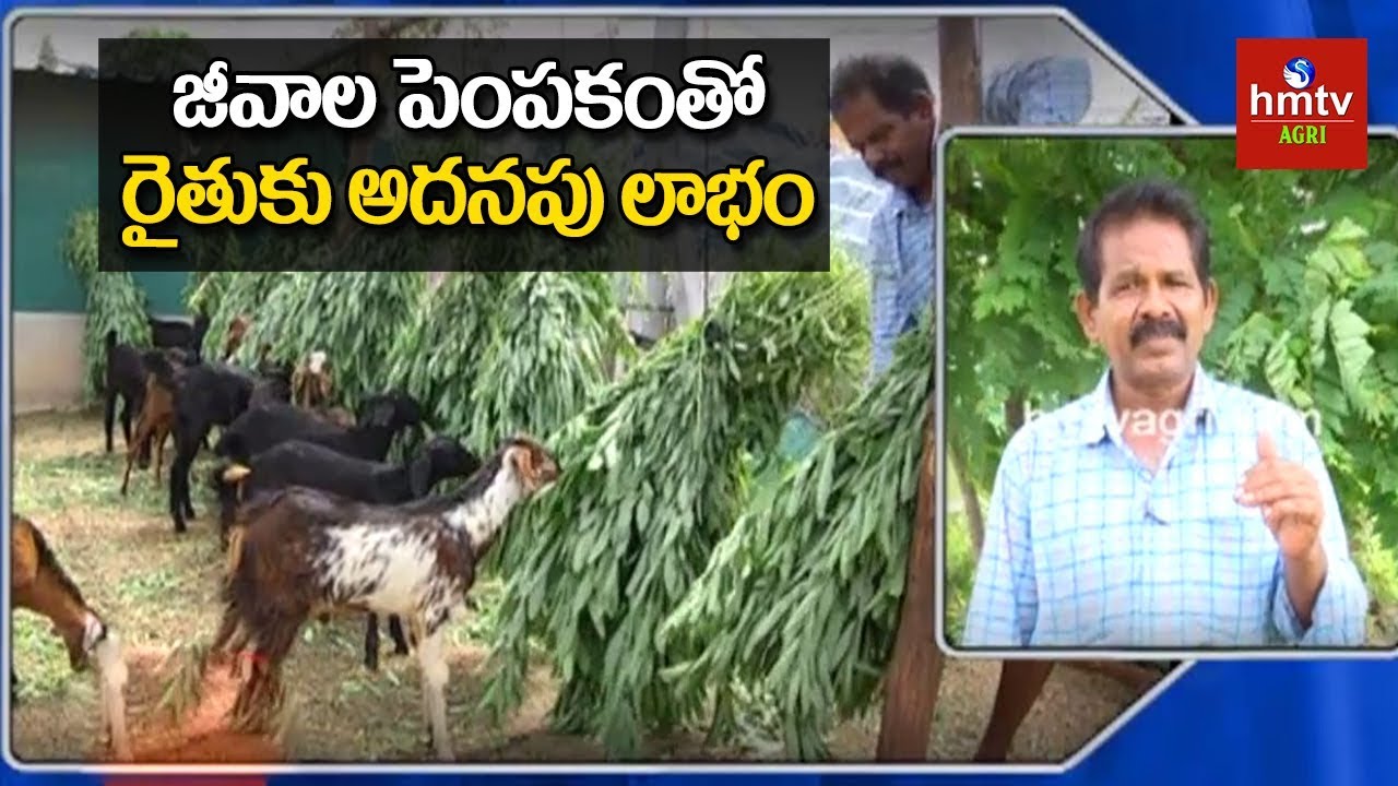 జీవాల పెంపకంతో రైతుకు అదనపు లాభం | Benefits of Integrated ...