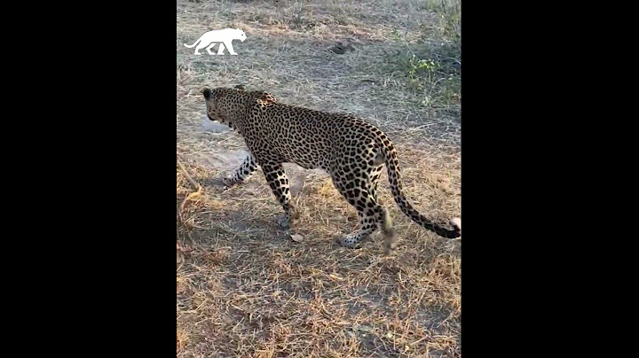 Un leopardo roba a un cachorro de león