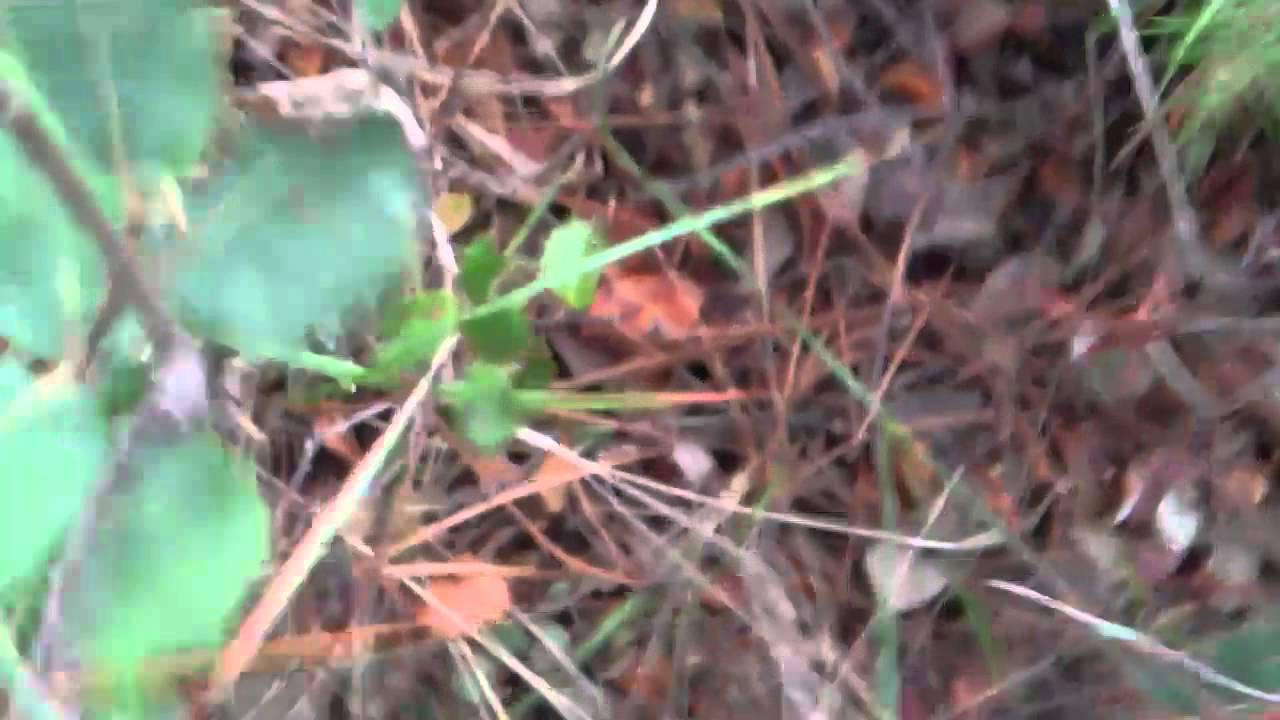 nidito de revollones.mp4