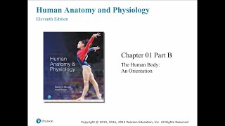 Anatomy and Physiology Chapter 1 The Human Body An Orientation Part B