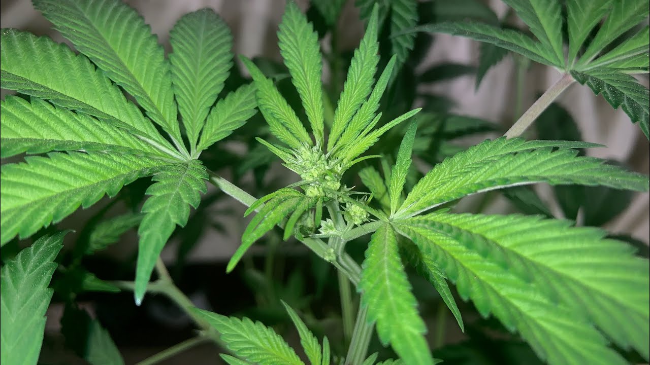 IDENTIFYING MALE PLANTS / SEED CROSSING EXPERIMENT