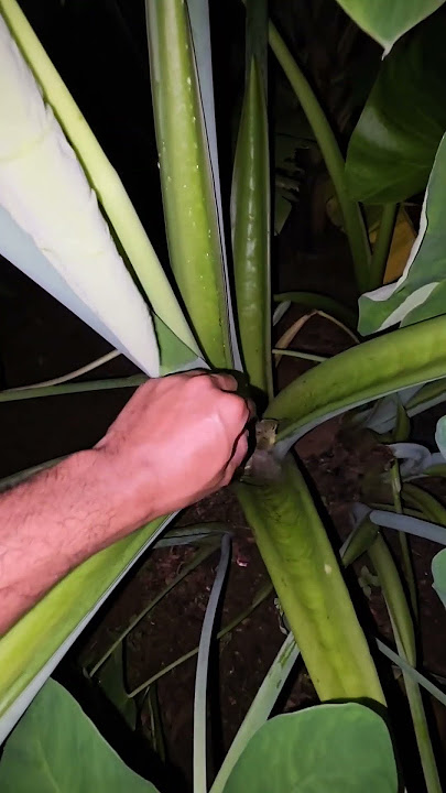 menemukan burung kecil #nature #animals