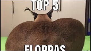 Top 5 floppas