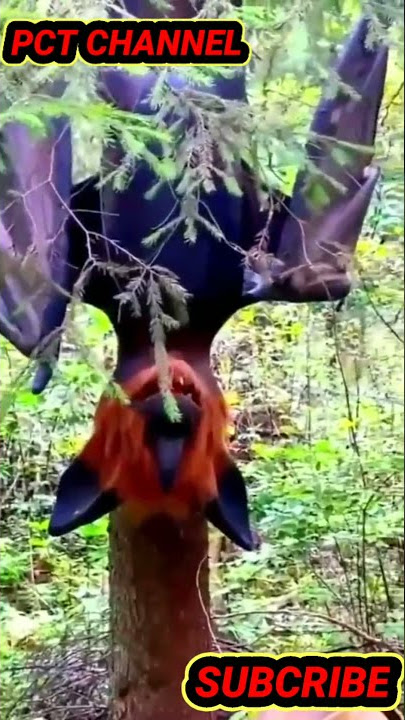 hiii...!! ada kelelawar raksasa bergelantungan di pohon