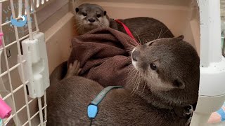 カワウソ大集合！双子のハナに何度フラれても、めげないカワウソこむぎ！？　Otters! Come here! Don't be disappointed, otter Komugi! He reall