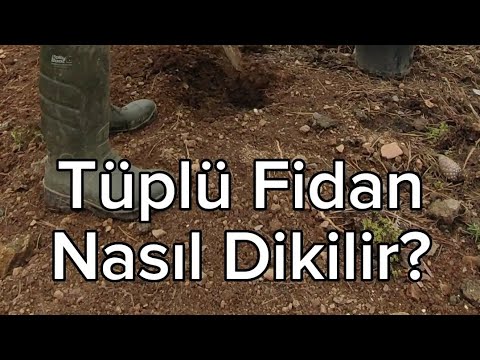 Tüplü Fidan Nasıl Dikilir?