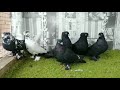 ПРОДАЖА (продано)💥💥💥☝️☝️☝️, андижанские голуби Равшана, узбекские голуби+7 916 298-26-21