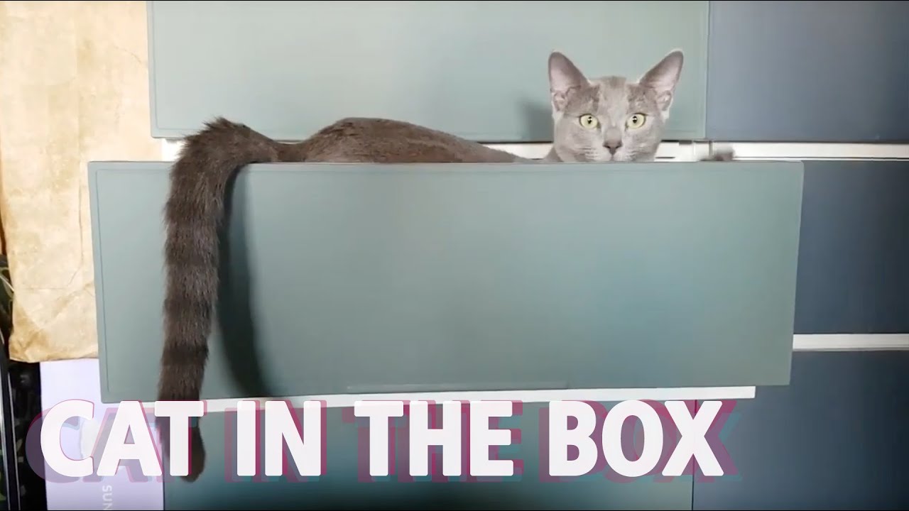 Russian Blue kitten - Cat in a drawer 