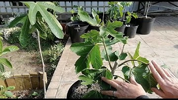 Visiting Trunk Chopped / Rejuvenation Pruned Fig Trees