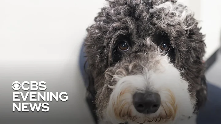 FDA investigating possible link between dog food and heart disease