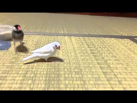 文鳥の運動会 お米奪取追っかけ競争 Java sparrow