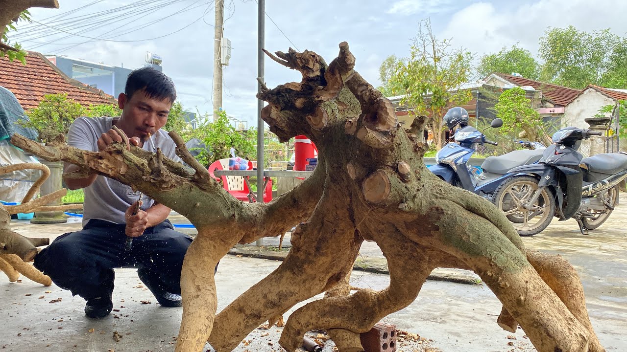 Hành Trình Đi Tìm Kiệt Tác Nghệ Thuật Bonsai | Tập 9 | Duy Hai Lúa Vlog #051
