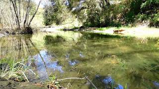 Nature Scenes From Stevens Creek 29