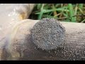 Metal Detecting - How to clean coins