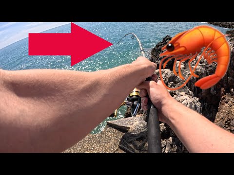 J ENCHAÎNE Les POISSONS Avec Une CREVETTE En APPÂT PÊCHE EN MER DU BORD