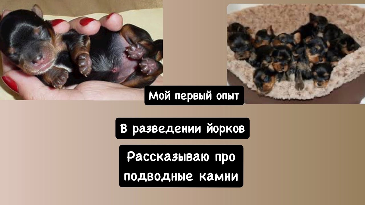 МОЙ ПЕРВЫЙ ОПЫТ В РАЗВЕДЕНИИ ЙОРКОВ
