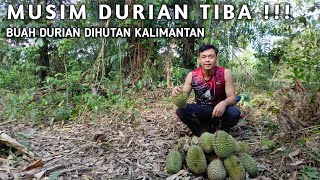 MUSIM DURIAN TIBA!!! PANEN DURIAN DIAWAL MUSIM BUAH DURIAN HUTAN KALIMANTAN
